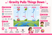 Gravity Pulls Things Down kids science infographic showing up and down motion