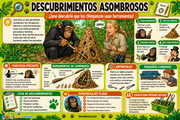 Infografía en español sobre los descubrimientos de Jane Goodall y el uso de herramientas