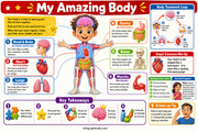 Human Body infographic 1 preview from the kids science discovery bundle