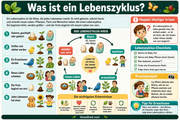 Infografik 1 aus dem Lernpaket Lebenszyklen und Lebewesen – Edhed Learning