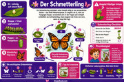 Infografik 2 aus dem Lernpaket Lebenszyklen und Lebewesen – Edhed Learning