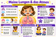Infografik 1 aus dem Lernpaket Lungen und Atmen – Edhed Learning