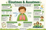 Infografik 2 aus dem Lernpaket Lungen und Atmen – Edhed Learning