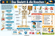 Infografik 2 aus dem Lernpaket Mein erstaunlicher Körper – Edhed Learning
