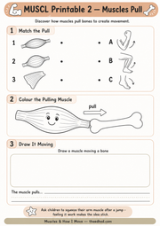 Muscles Pull printable worksheet with matching colouring and drawing activities