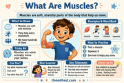 What Are Muscles educational infographic for children ages 6 to 8
