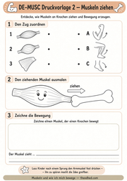 Arbeitsblatt 2 aus dem Lernpaket Muskeln und Bewegung – Edhed Learning