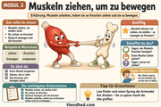 Infografik 2 aus dem Lernpaket Muskeln und Bewegung – Edhed Learning