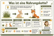 Infografik 1 aus dem Lernpaket Nahrungsketten und Nahrungsnetze – Edhed Learning