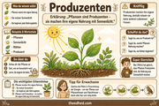 Infografik 2 aus dem Lernpaket Nahrungsketten und Nahrungsnetze – Edhed Learning