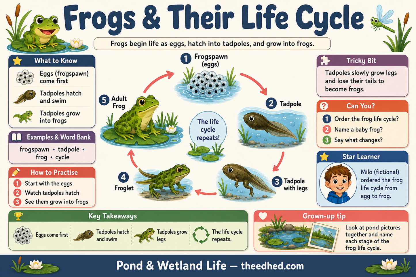 Frogs and Their Life Cycle educational infographic for children ages 5 to 7