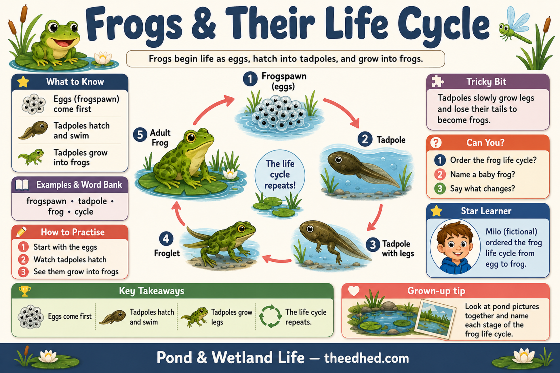 Frogs and Their Life Cycle educational infographic for children ages 5 to 7