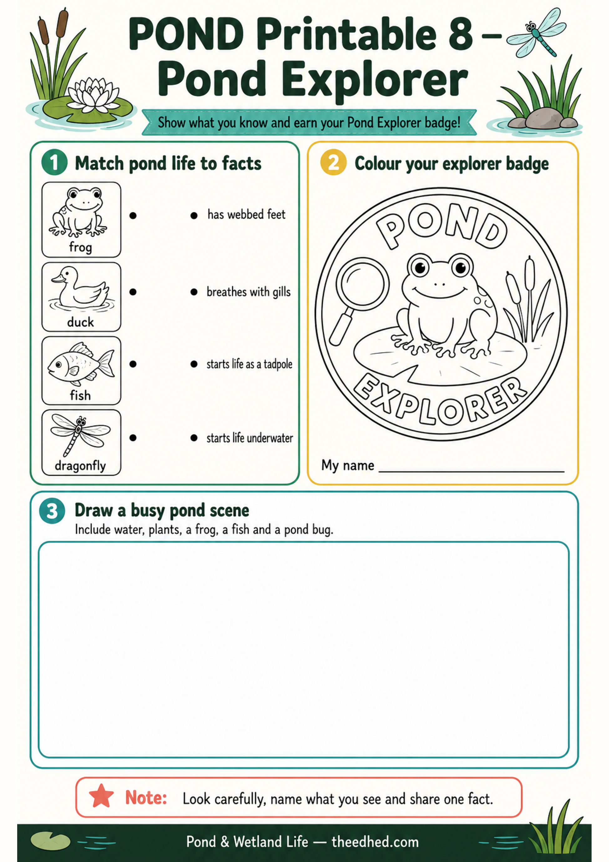 Pond Explorer A4 printable recap worksheet and badge activity