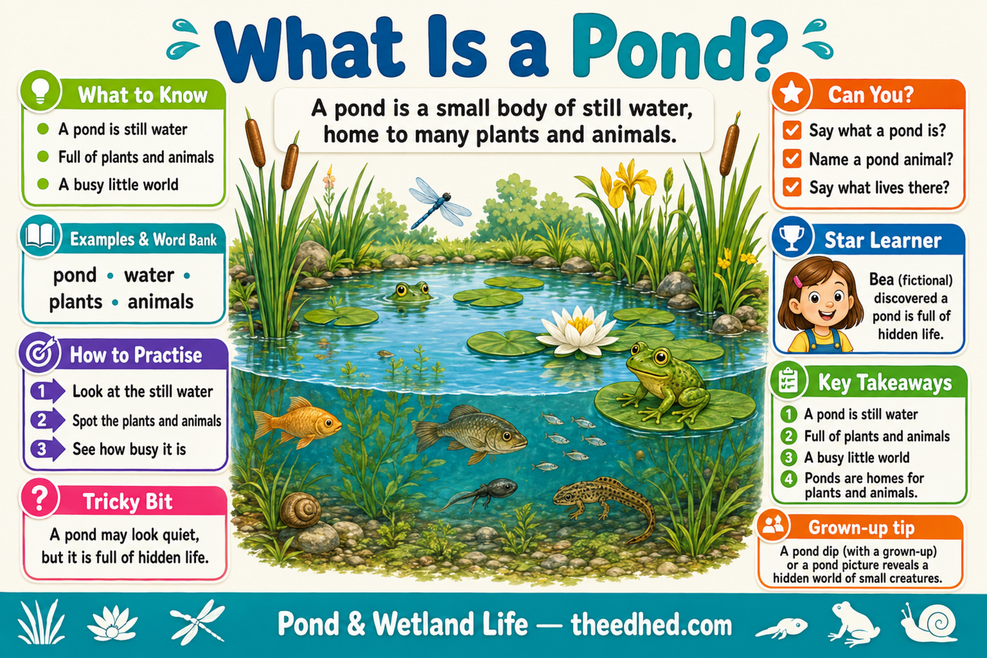 What Is a Pond educational infographic for children ages 5 to 7