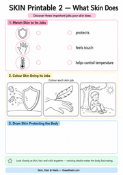 What Skin Does matching, colouring and drawing printable worksheet