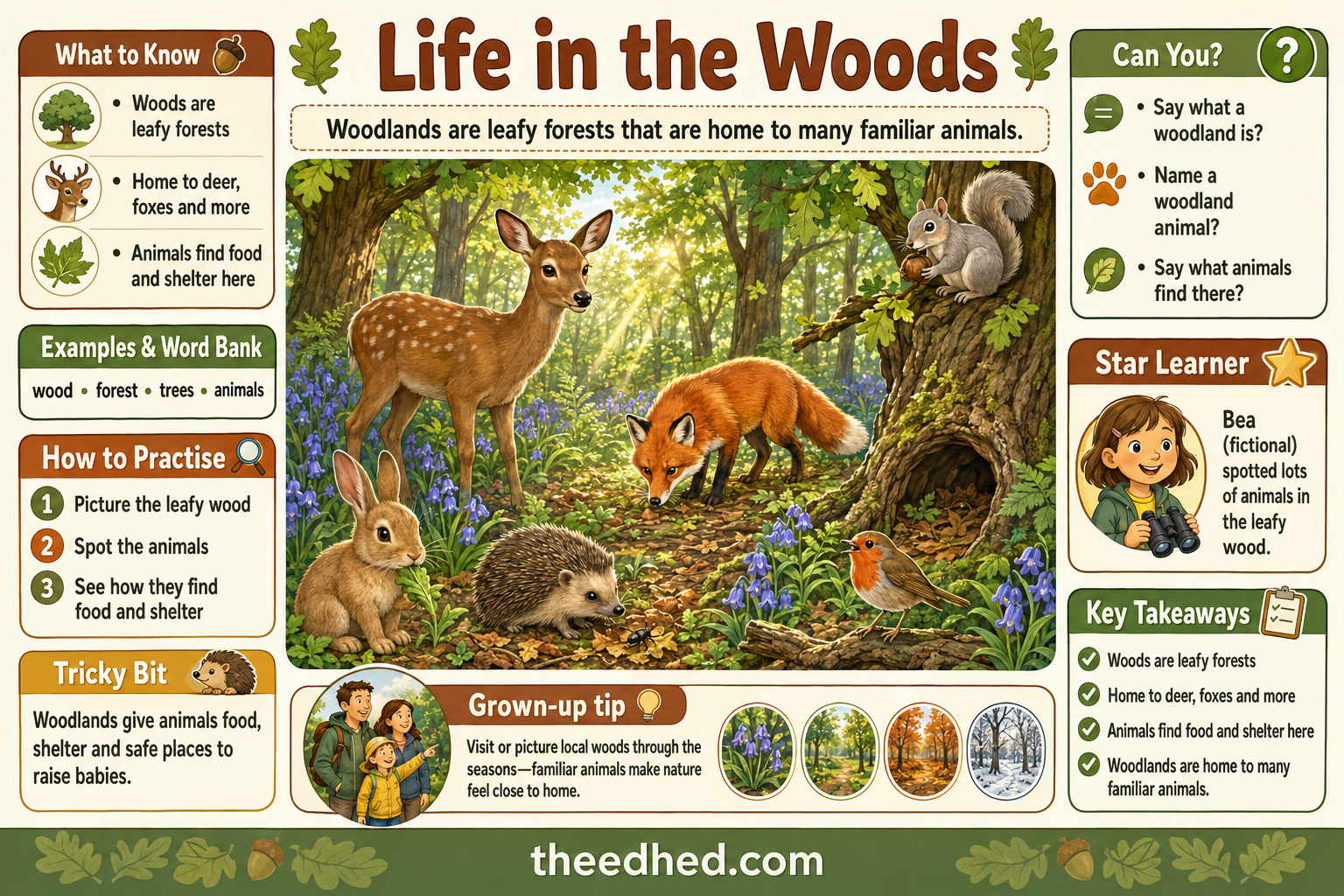Life in the Woods educational infographic for children