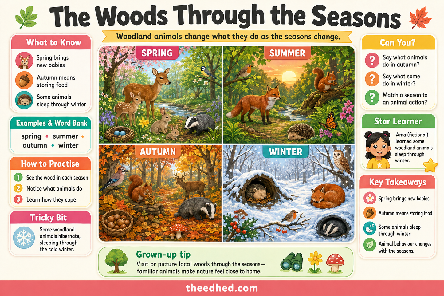 The Woods Through the Seasons educational infographic for children
